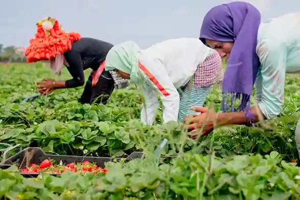 کشاورزی مراکش